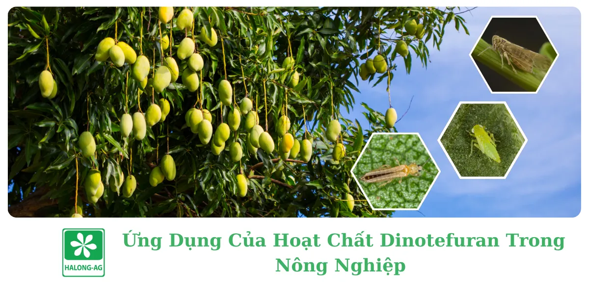 ỨNG DỤNG CỦA HOẠT CHẤT DINOTEFURAN TRONG NÔNG NGHIỆP 