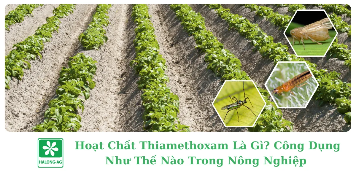 HOẠT CHẤT THIAMETHOXAM LÀ GÌ? CÔNG DỤNG RA SAO? 