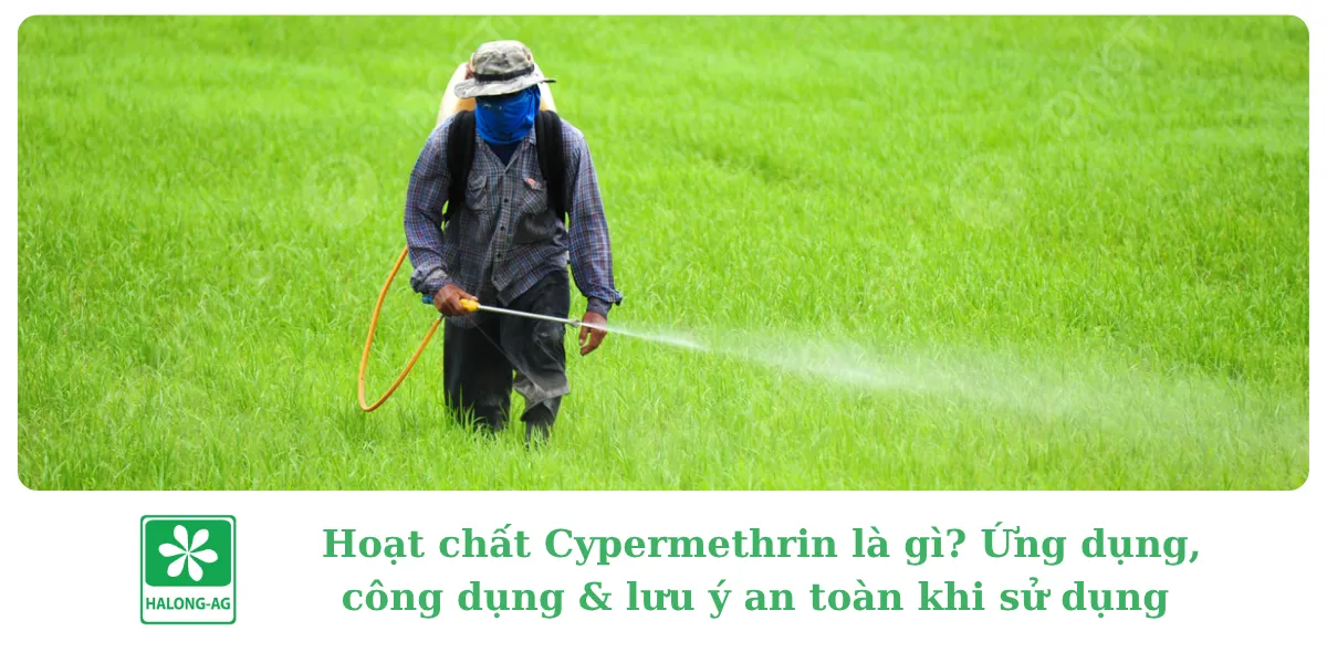 Hoạt chất Cypermethrin là gì? Ứng dụng, công dụng & lưu ý an toàn khi sử dụng