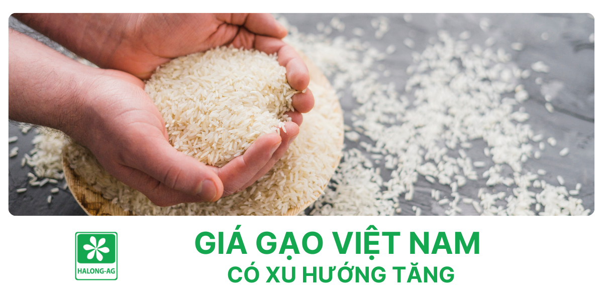 Giá gạo Việt Nam có xu hướng tăng
