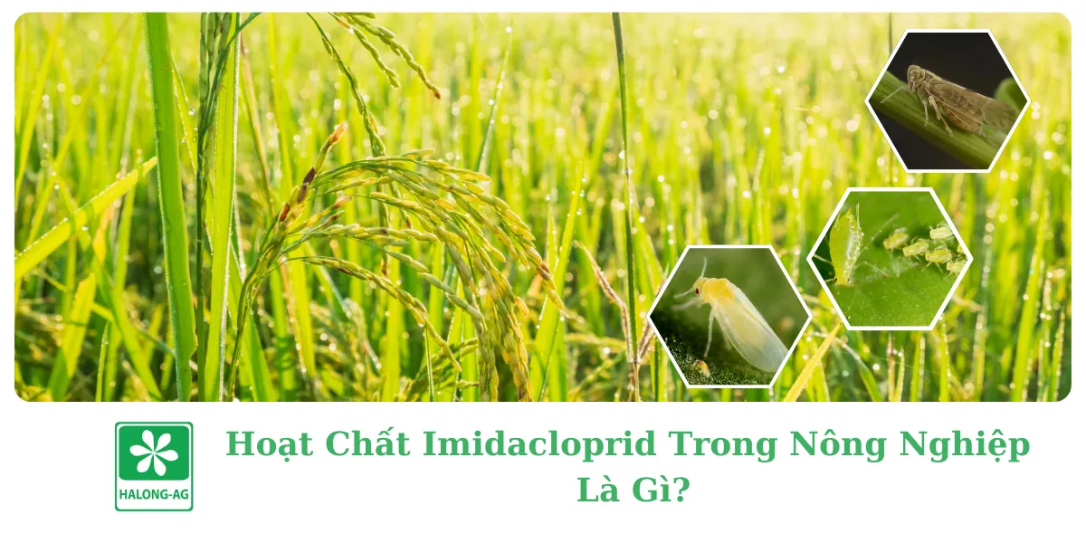 HOẠT CHẤT IMIDACLOPRID TRONG NÔNG NGHIỆP LÀ GÌ? 