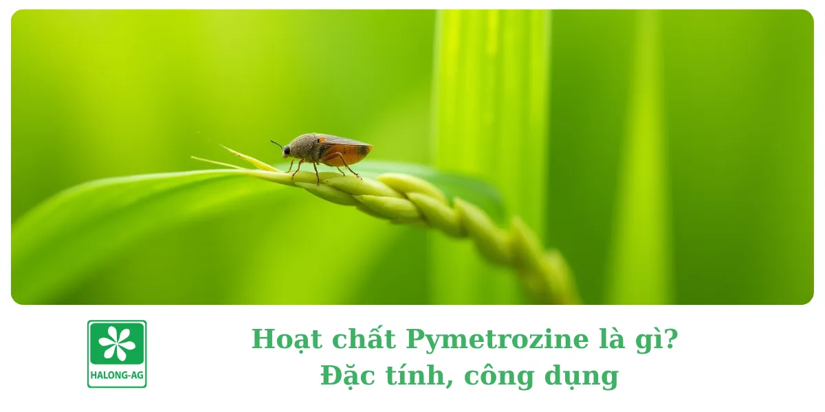 Hoạt chất Pymetrozine là gì? Đặc tính, công dụng & địa chỉ mua bán uy tín tại Long An