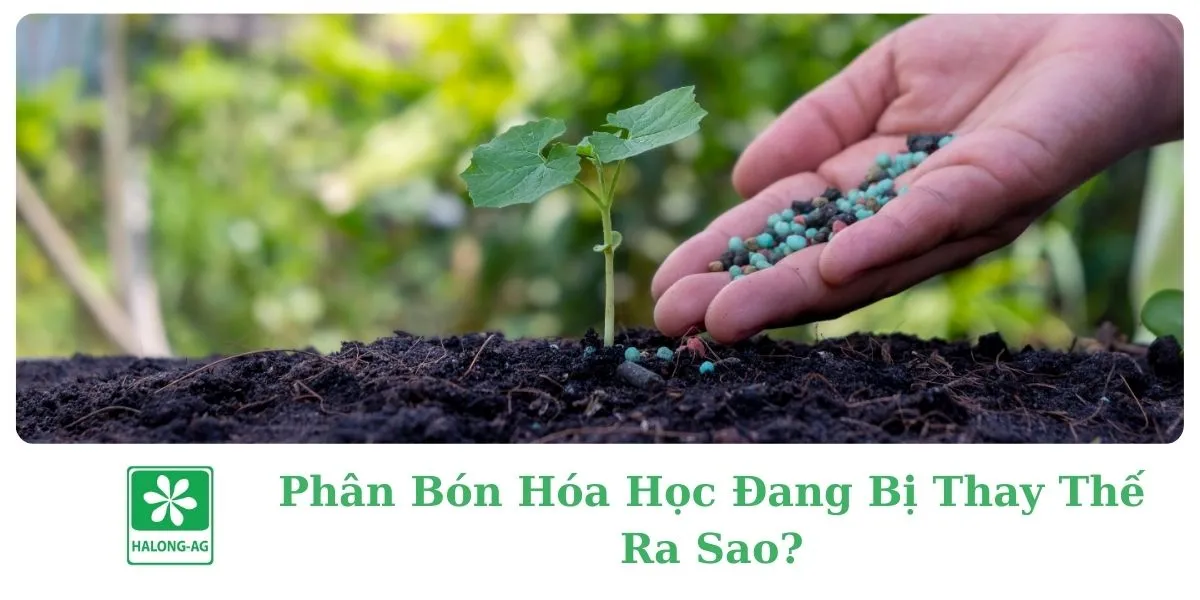 How are chemical fertilizers being replaced?