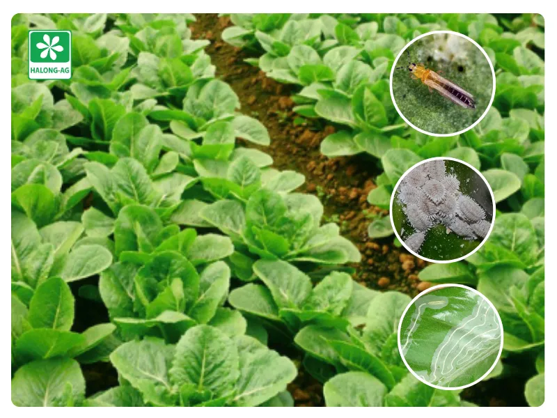 các loài sâu hại cây 