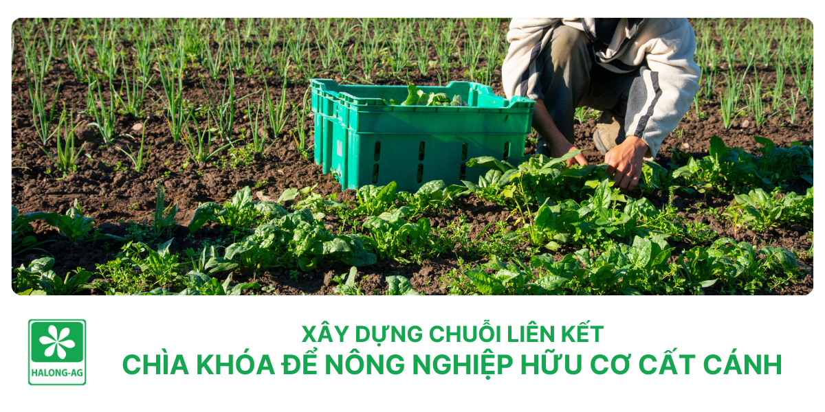 Xây dựng chuỗi liên kết, chìa khóa để nông nghiệp hữu cơ cất cánh