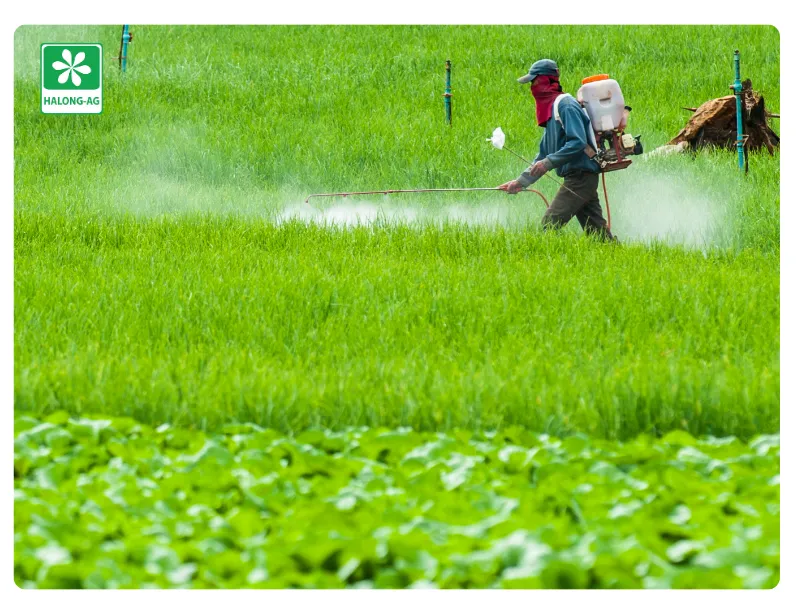 nông dân sử dụng hoạt chất Imidacloprid