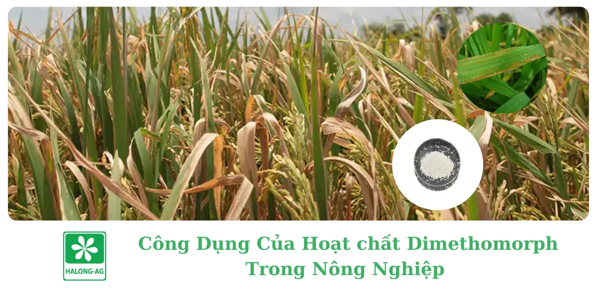 CÔNG DỤNG CỦA HOẠT CHẤT DIMETHOMORPH TRONG NÔNG NGHIỆP