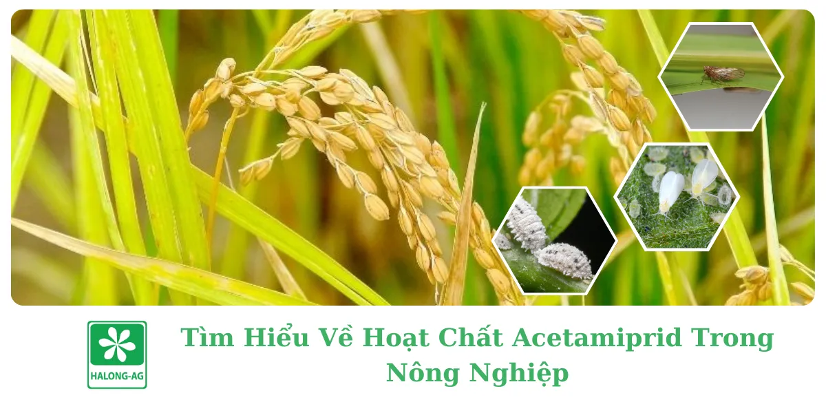 TÌM HIỂU VỀ HOẠT CHẤT ACETAMIPRID TRONG NÔNG NGHIỆP