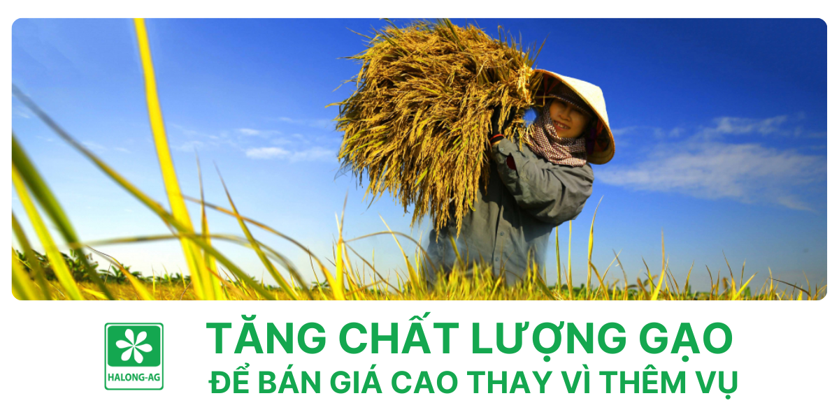 Tăng chất lượng gạo để bán giá cao thay vì thêm vụ