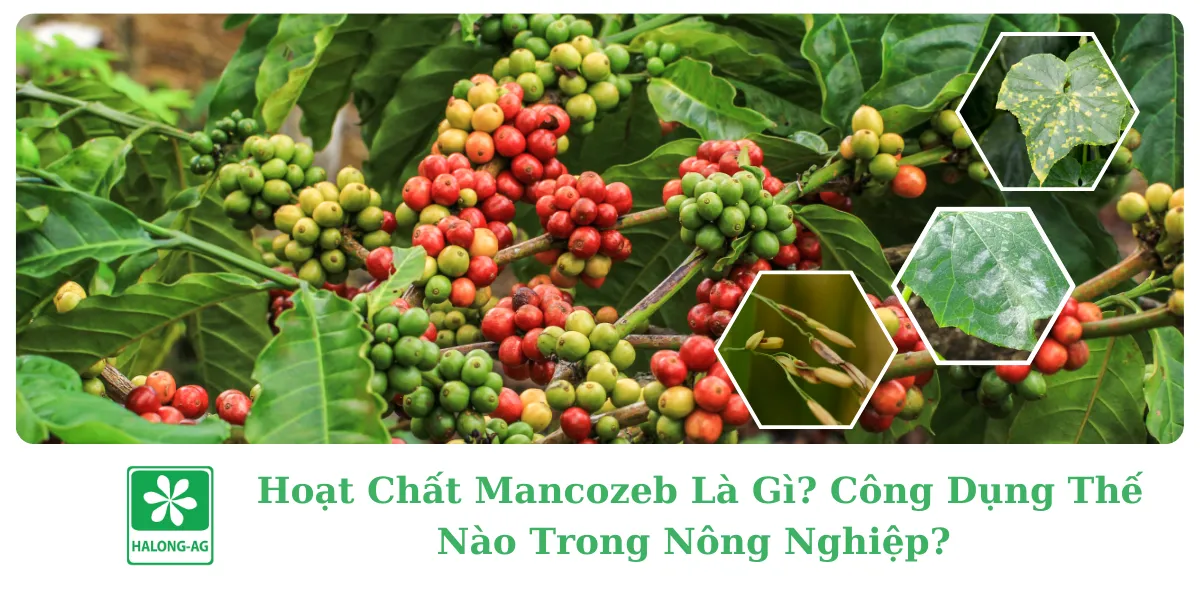 HOẠT CHẤT MANCOZEB LÀ GÌ? CÔNG DỤNG THẾ NÀO TRONG NÔNG NGHIỆP?