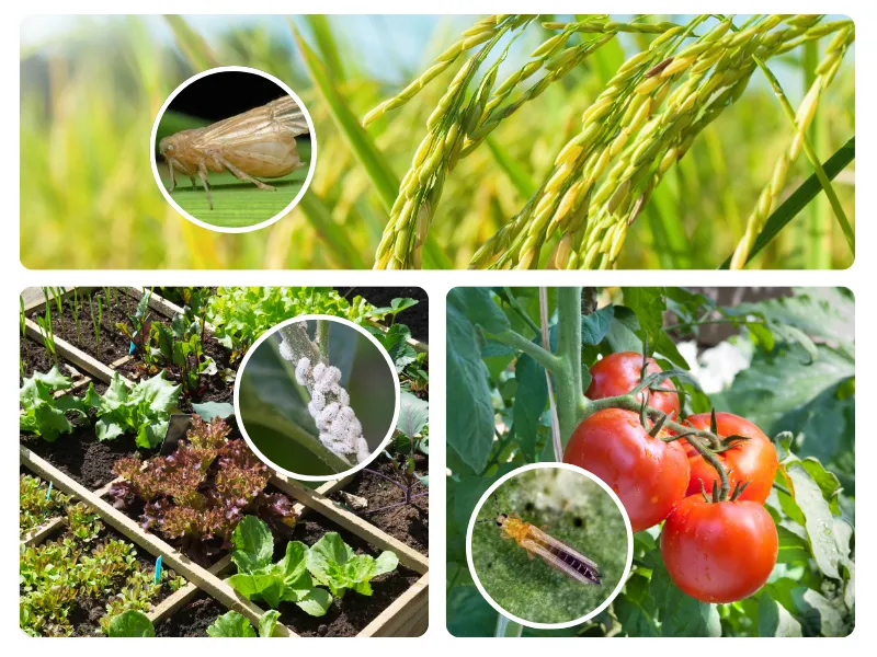 ứng dụng của hoạt chất Imidacloprid