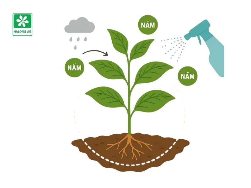 tác động của hoạt chất mancozeb