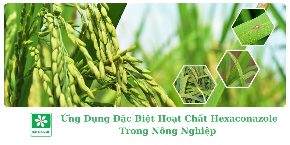 ỨNG DỤNG ĐẶT BIỆT CỦA HOẠT CHẤT HEXACONAZOLE TRONG NÔNG NGHIỆP