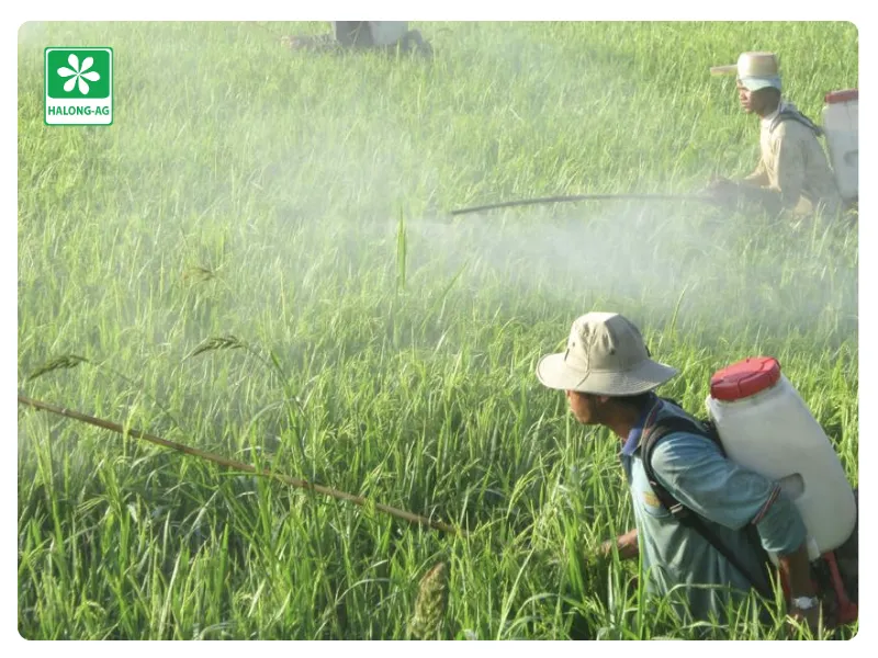 nông dân sử dụng hoạt chất profenofos