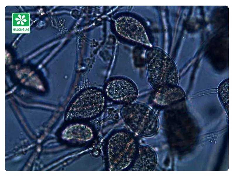 bào tử nấm Phytophthora