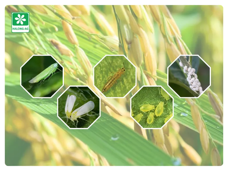 các loài sâu hại phổ biến