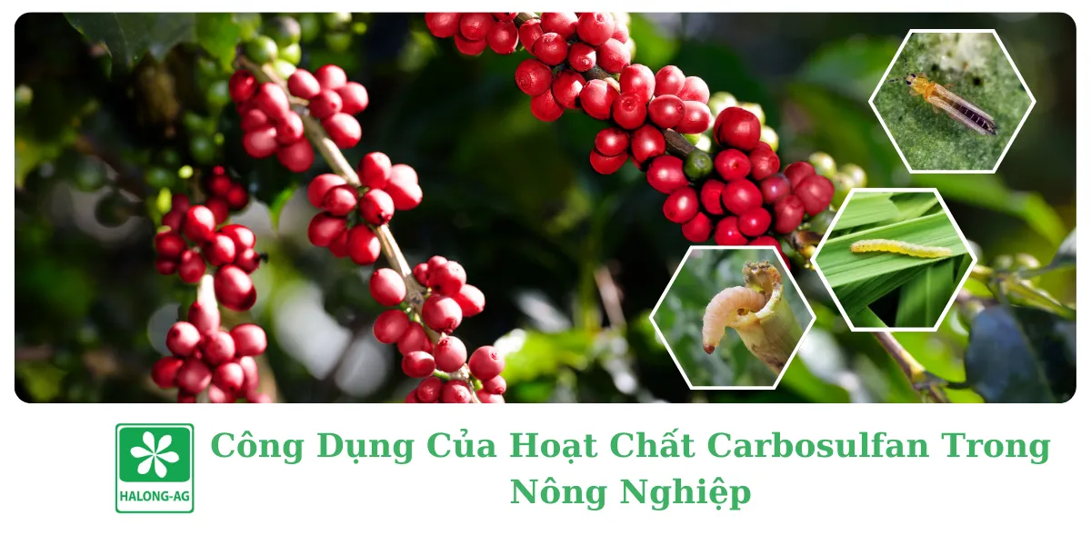  CÔNG DỤNG CỦA HOẠT CHẤT CARBOSULFAN TRONG NÔNG NGHIỆP 