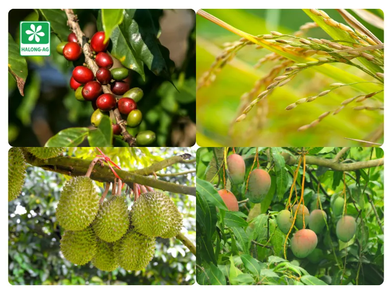 cây trồng có thể sử dụng hoạt chất Carbosulfan